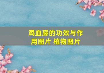 鸡血藤的功效与作用图片 植物图片